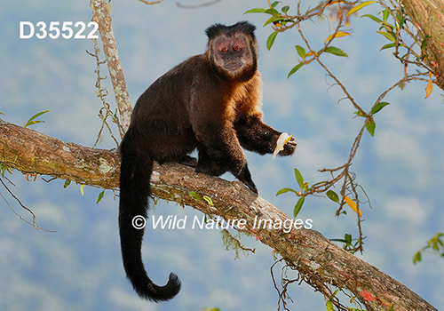 Black-horned Capuchin (Sapajus nigritus)